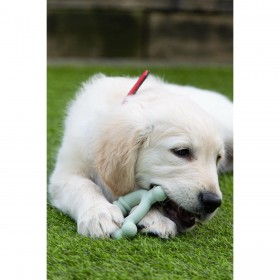 Giocattolo da mordere per cani Nylabone SENSORY TACTILE RING Verde Burro Di Arachidi Pollo S