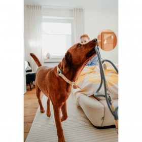 Guinzaglio per Cani Hunter MALIA Azzurro 1 x 200 cm