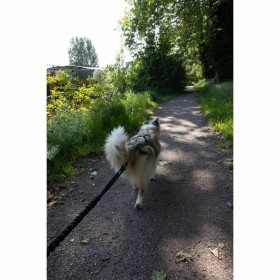 Guinzaglio per Cani Nero