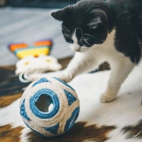 Tiragraffi per Gatti Aimé