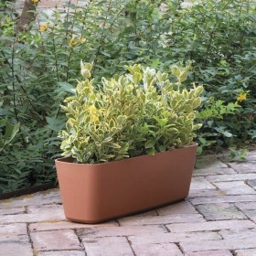 Vaso Deroma