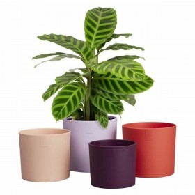 Vaso Elho