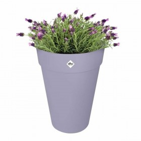 Vaso Elho