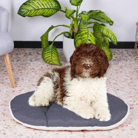 Cuccia per Cani Ferplast