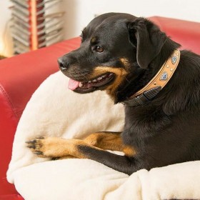 Cuccia per Cani Ferplast