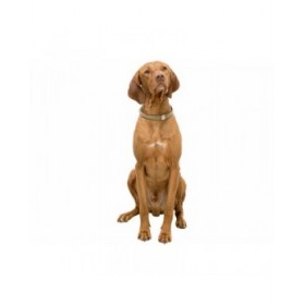 Collare per Cani Trixie BE NORDIC Sabbia XS/S 30 cm