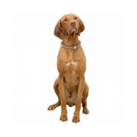 Collare per Cani Trixie BE NORDIC Sabbia M 45 cm