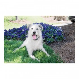 Collare antiabbaio PetSafe