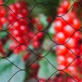 Rete anti uccelli Nature Primo Nero Polietilene 10 x 10 m