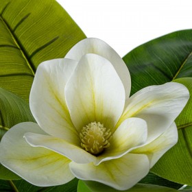 Pianta Decorativa Alexandra House Living Plastica Magnolia 130 cm