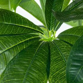 Pianta Decorativa Alexandra House Living Plastica Pachira acquatica 90 cm