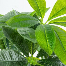 Pianta Decorativa Alexandra House Living Plastica Pachira acquatica 90 cm