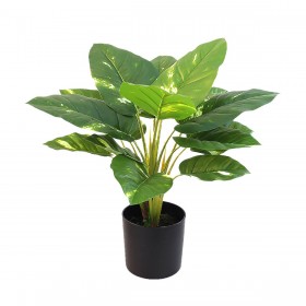 Pianta Decorativa Alexandra House Living Plastica 50 cm