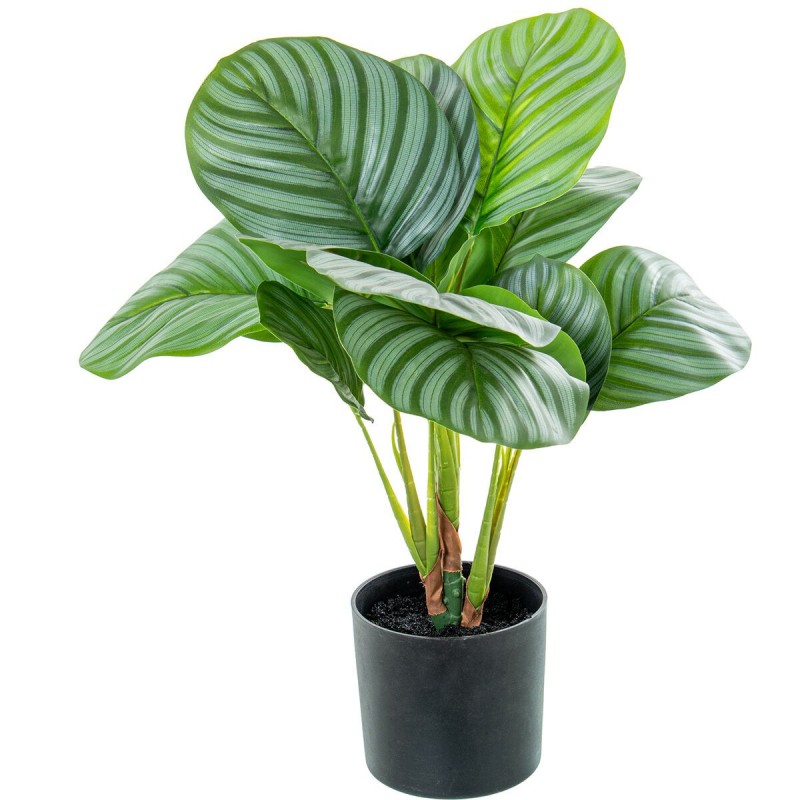 Pianta Decorativa Alexandra House Living Plastica Calathea 50 cm