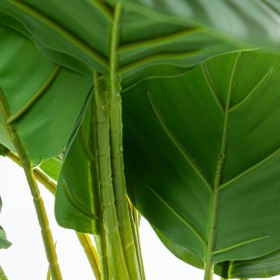 Pianta Decorativa Alexandra House Living Plastica Calathea 50 cm