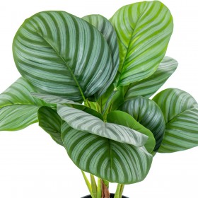 Pianta Decorativa Alexandra House Living Plastica Calathea 50 cm