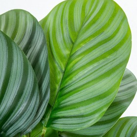 Pianta Decorativa Alexandra House Living Plastica Calathea 50 cm