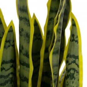 Pianta Decorativa Gomma polipropilene 20 x 20 x 80 cm