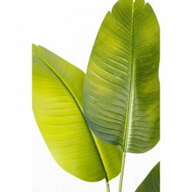 Pianta Decorativa Romimex Strelitzia Plastica 70 x 140 x 70 cm
