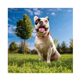 Collare per Cani Marvel M/L