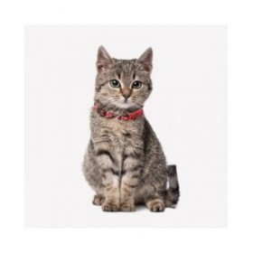 Collare per Cani Minnie Mouse Rosso