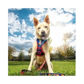 Imbracatura per Cani DC Pets