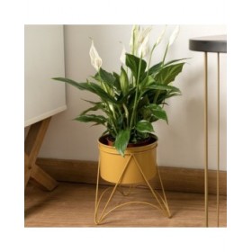 Supporto per Vaso Vinthera Moa Acciaio 19 x 20 cm