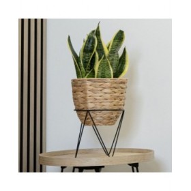Vaso con supporto Vinthera Moa Beige Metallo Giacinto d'acqua 20 x 30 cm 25 x 40 cm 2 Pezzi