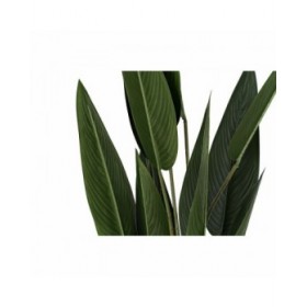 Pianta Decorativa DKD Home Decor 40 x 40 x 115 cm Polietilene Verde Uccello del Paradiso Città