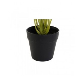 Pianta Decorativa DKD Home Decor PVC polipropilene 25 x 25 x 30 cm