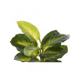 Pianta Decorativa DKD Home Decor PVC polipropilene 25 x 25 x 30 cm