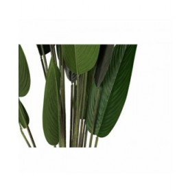 Pianta Decorativa DKD Home Decor 50 x 50 x 160 cm Polietilene Verde Uccello del Paradiso Città