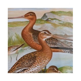 Quadro DKD Home Decor Cristallo Legno MDF Uccelli (40 x 50 x 1,8 cm) (6 Unità)