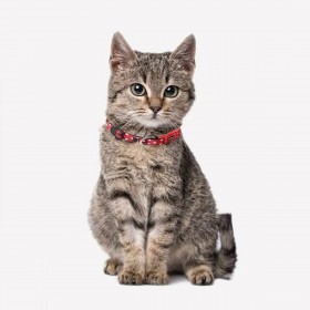 Collare per Cani Minnie Mouse XXS/XS Rosso