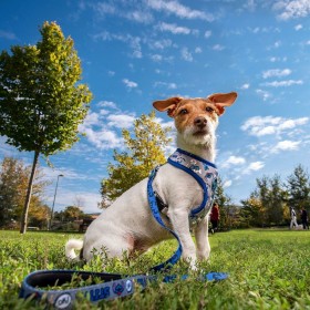 Imbracatura per Cani Stitch XXS/XS Blu scuro