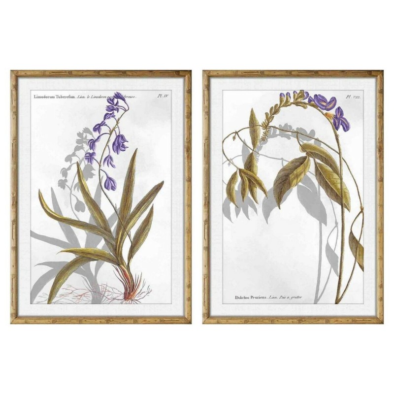 Quadro DKD Home Decor 50 x 2 x 70 cm Moderno Piante botaniche (2 Unità)