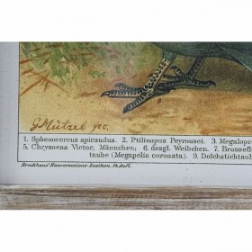 Quadro DKD Home Decor 45 x 2 x 65 cm Uccelli Cottage (4 Pezzi)