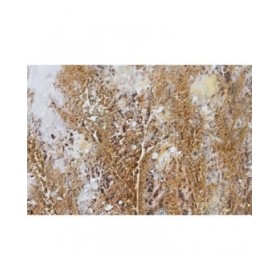 Quadro Home ESPRIT Azzurro Dorato Spiaggia Mediterraneo 80 x 3 x 80 cm (2 Unità)