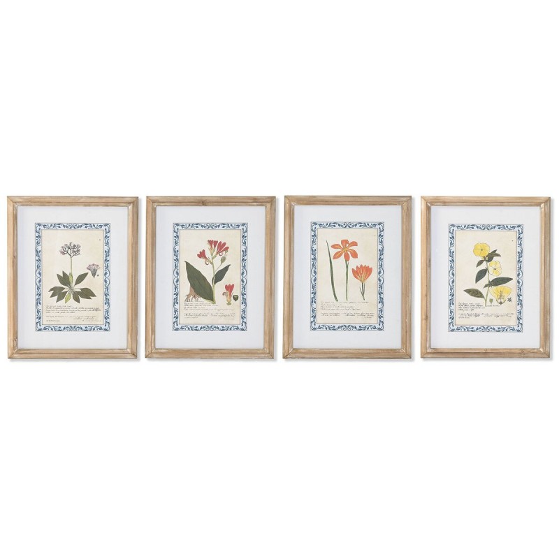 Quadro Home ESPRIT Shabby Chic Piante botaniche 40 x 2,5 x 50 cm (4 Unità)