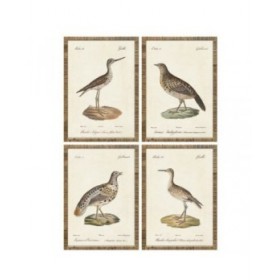 Quadro Home ESPRIT Beige Uccelli Cottage 40 x 2,5 x 50 cm (4 Unità)
