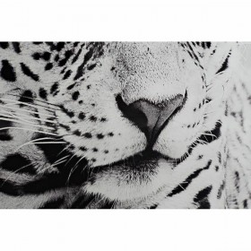 Quadro DKD Home Decor 100 x 2,5 x 100 cm Leopardo Coloniale (2 Unità)