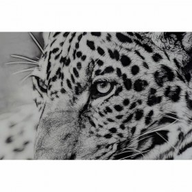 Quadro DKD Home Decor 100 x 2,5 x 100 cm Leopardo Coloniale (2 Unità)