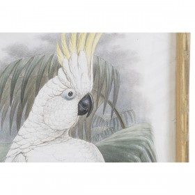 Quadro DKD Home Decor 50 x 2,8 x 70 cm Coloniale Pappagallo (2 Unità)