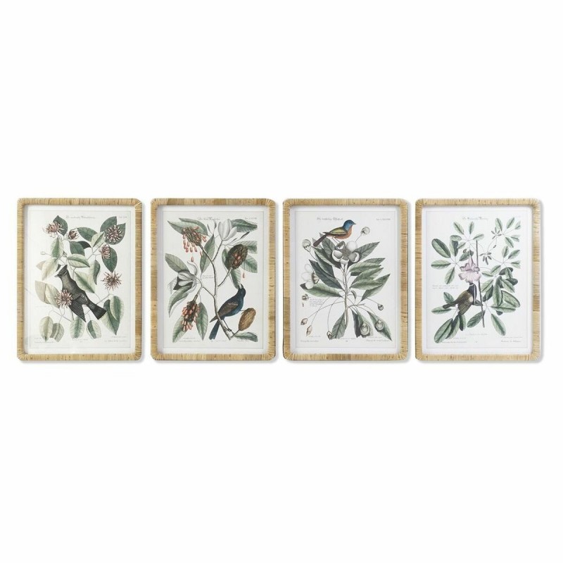 Quadro DKD Home Decor 50 x 2,5 x 65 cm Shabby Chic Piante botaniche (4 Pezzi)
