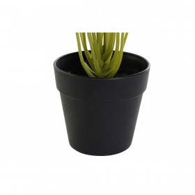 Pianta Decorativa DKD Home Decor PVC polipropilene 25 x 25 x 30 cm
