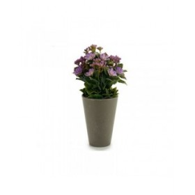 Pianta Decorativa Ibergarden Plastica 11 x 22 x 11 cm