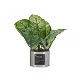 Pianta Decorativa Ibergarden Smile Metallo Plastica Lattina 26 x 26 x 26 cm Argentato