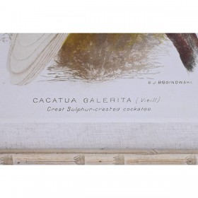 Tela DKD Home Decor 50 x 2,8 x 65 cm 50 x 65 x 2.8 cm Pappagallo Cottage (4 Pezzi)