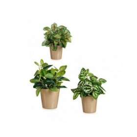 Set di Vasi Ibergarden LINCE PQ - TOPO Beige Argilla (6 Unità)