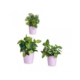 Set di Vasi Ibergarden LINCE PQ - SMC Lilla Argilla (6 Unità)